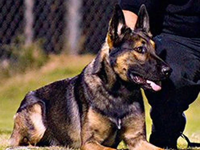 K9 Sarge, a Police Service Dog with the Jacksonville Sheriff's Office, was killed in the line of duty Monday night while apprehending an armed robbery suspect. Sarge was a mix between a Belgian Malenois and a German Shepard. A quote from the dog's Facebook Memorial Page reads, "Sarge did what he was taught to do and that was to protect. He gave his life with no hesitation and for that we are all very grateful."
