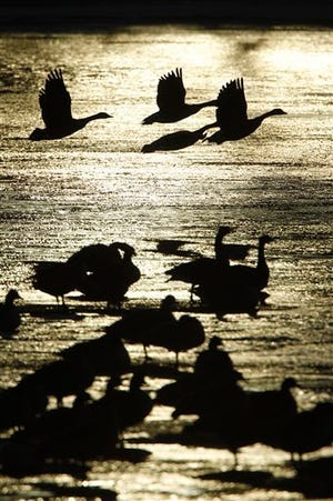 Canada geese take off from a frozen section of the Schuylkill River as the sun rises in Philadelphia, Tuesday, Dec. 28, 2010. (AP Photo/Matt Rourke)