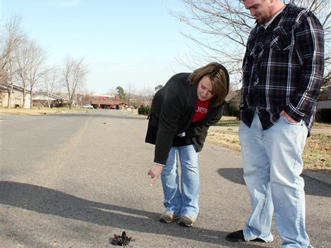 Cindy Bryant and her husband Stephen examine one of the thousands of dead birds that fell from the sky between 11 p.m. New Years Eve and early New Years Day near their home in Beebe, Ark. The Arkansas Game and Fish Commission said Saturday more than 1,000 dead black birds fell from the sky in Beebe. The agency said its enforcement officers began receiving reports about the dead birds about 11:30 p.m. Friday.