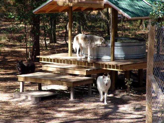 Provided by Big Oak Wolf Sanctuary Wolves at the Big Oak Wolf Sanctuary near Green Cove Springs walk around a water enclosure.