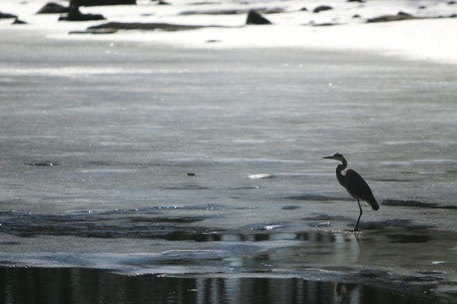 A lone great blue heron roams across the icy expanse of North Pond in Upton on Monday.