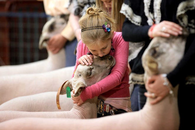 Kendall Braune, 8, kisses her lamb during judging at the junior livestock show at the South Plains Fairgrounds in Lubbock, Texas, Thursday, Jan. 13, 2011. (Miranda Grubbs/ Lubbock Avalanche-Journal)