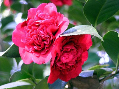 A Professor Sargent camellia.
