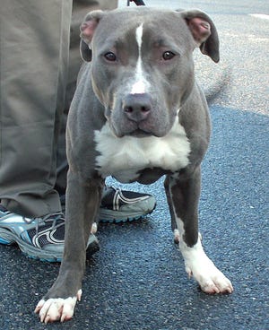 Eva is a one year old grey female pit bull terrier Hildy is a one year old fawn female pit bull terrier.