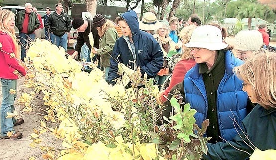 People collect saplings at the end of the City of St. Augustine's 28th annual Arbor Day Ceremony at the Eddie Vickers Park on Friday, Jan. 21, 2011. By PETER WILLOTT, peter.willott@staugustine.com