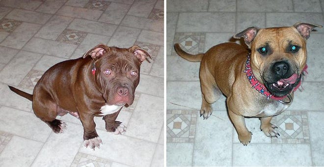 Taunton police have ordered the destruction of pit bulls Barack, left, and Simba.