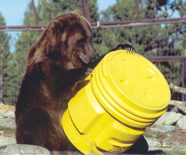 This image provided by the the Living with Wildlife Foundation shows bears at the Grizzly and Wolf Discovery Center in West Yellowstone, Mont., attempting to get into food containers. Send your photos of the outdoors to sports@messengerpostmedia.com