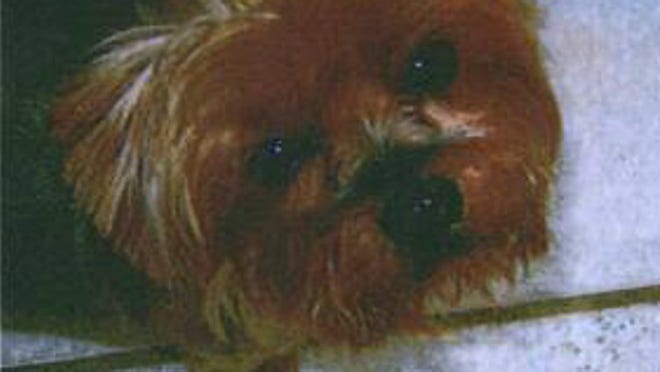 Lucy, the Yorkshire terrier, was found after a Good Samaritan read a story about her in the ‘Daily News.’
