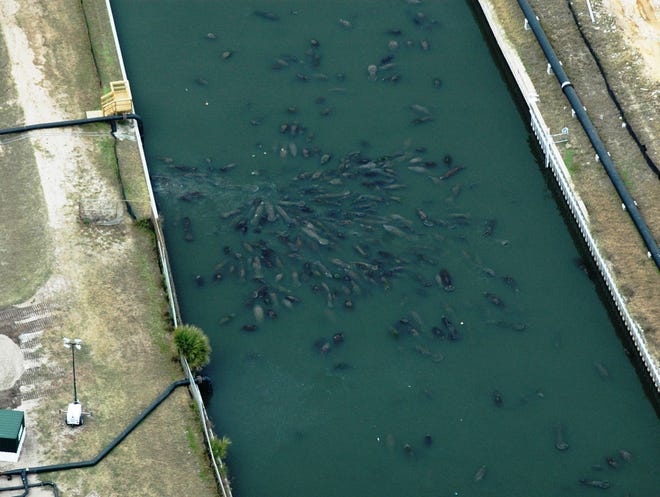 This aerial photograph, provided by the Florida Fish and Wildlife Conservation Commission, shows manatees gathering at the Florida Power and Light Cape Canaveral power plant in Brevard County earlier this month.