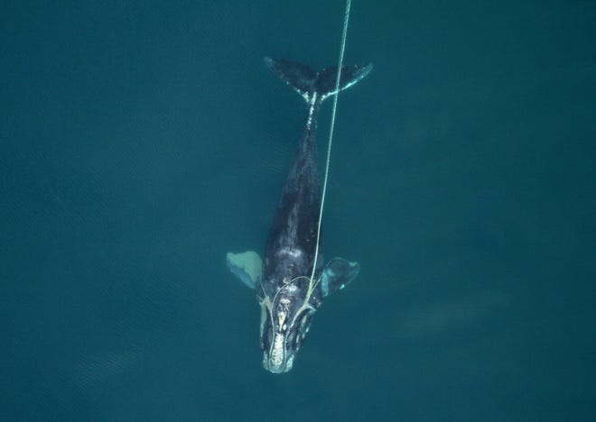 This North Atlantic right whale, tangled in fishing lines off Florida’s coast, was first photographed last month.