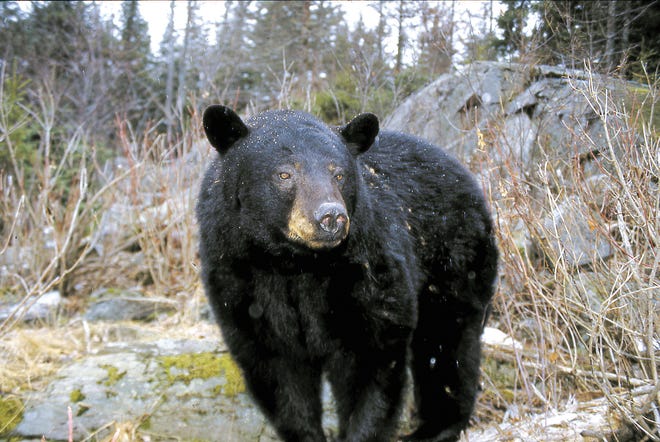 Black bears are making a splash by showing up more and more in surrounding areas. Ron Newell, a wildlife biologist with the state Department of Environmental Conservation, will give a talk on Feb. 15 on living with black bears.