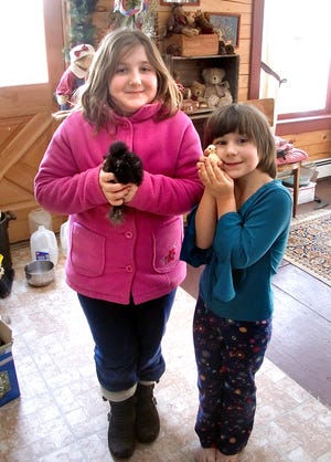 Plympton poultry expert Kelsea Reid, 10, and her sister Jordan, 5, hold two breeds of chicken that they are now raising: a young black “Silky” and – new to America – a Malaysian Serama chick.