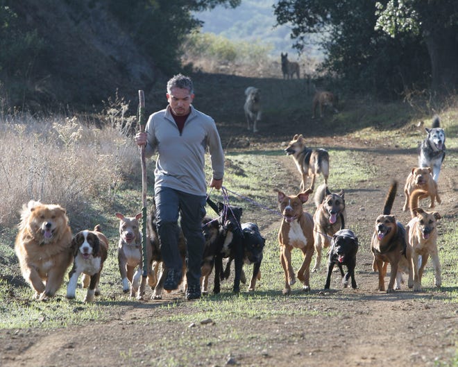 This 2005 photo courtesy of Allan Weissman shows Cesar Millan, "The Dog Whisperer," walking with dogs in Malibu, Calif. Millan believes all dogs are different and that each dog should be evaluated on its own merits.  (AP Photo/Allan Weissman)