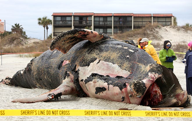 Officials study a right whale that was towed to Butler Beach on Thursday. By DARON DEAN, daron.dean@staugustine.com