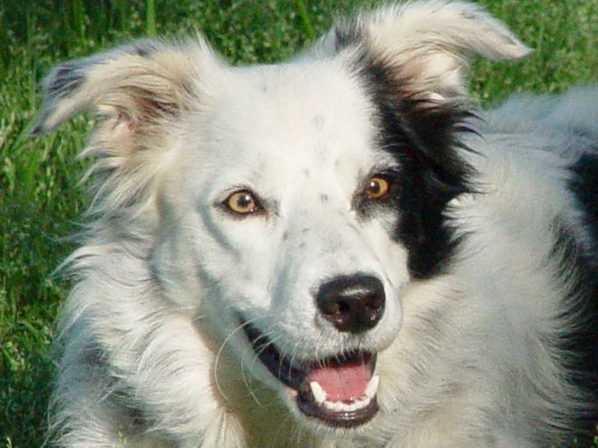 Chaser, the Spartanburg border collie with a huge vocabulary, was featured on national TV on three shows on Wednesday.