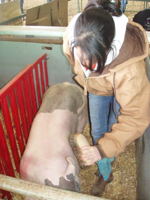Jaimee Rogers, 15, grooms her hog for competion during the 2011 South Central District Livestock Show Saturday at the Lamar-Dixon Expo Center. Rogers attends Ascension Catholic High.