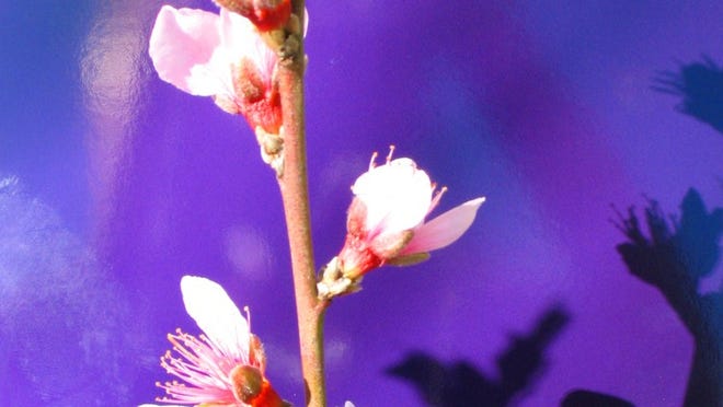 Plant a new hybrid low-chill peach tree, and blossoms will turn into peaches if there have been enough cold snaps.