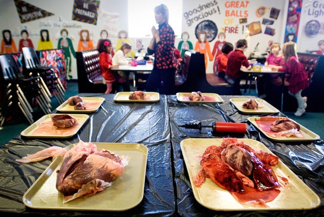 Kindergartners at Peoria Academy study a cow heart, left, and pig heart and lungs, right, during class Monday morning.