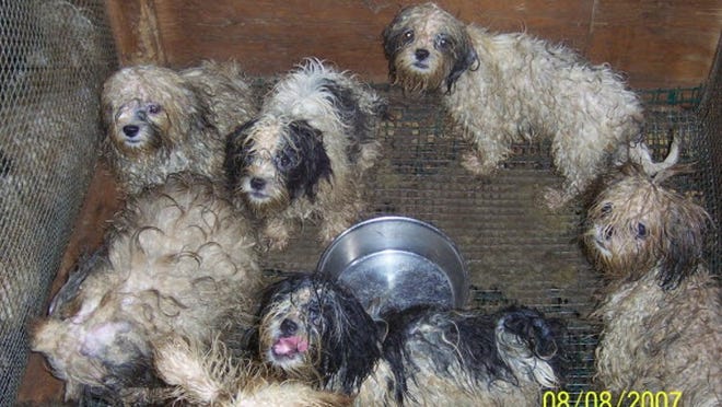 Caged shih-tzu puppies in a garage in suburban Lake Worth. The dogs came from puppy breeders in Missouri. The owner voluntarily gave custody to Palm Beach County Animal Care and Control.