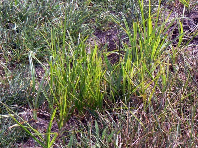 Nutsedge is a tough weed that thrives where there is excessive moisture in the soil.