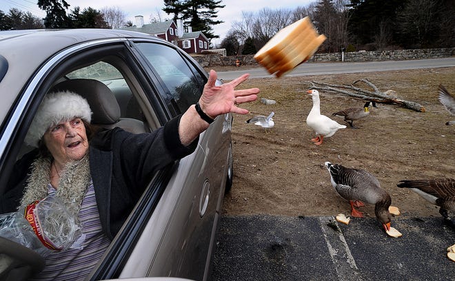 Palma Philips, 86, of Waltham, tosses bread for the birds at Hager Pond on Route 20 in Marlborough. Philips said she goes to the popular bird feeding area in the Wayside Country Store parking lot about once a month. "The ducks know me, believe me." This image took third Place, Humor, in the Northern Short Course; and first place, March, in the National Press Photographers Association (New England region) monthly clip contest.