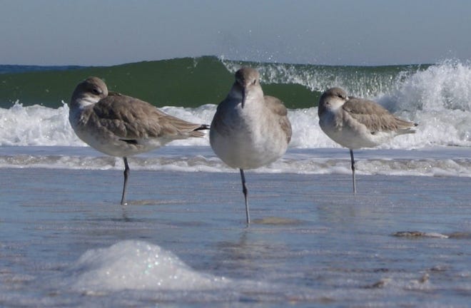 OK, fellas, let's get this right, these three shorebirds seem to be saying. We're all standing on one leg, and it must be the right leg. The three stood similarly and in a row one recent afternoon in Atlantic Beach.