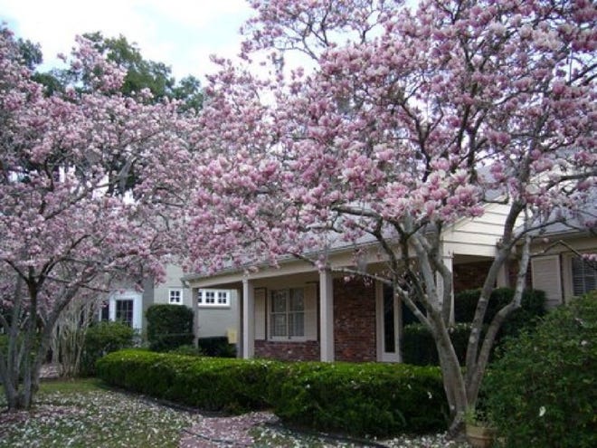Japanese magnolia trees show off their brief, but glorious bloom in February at Ivan Clare's San Marco home.