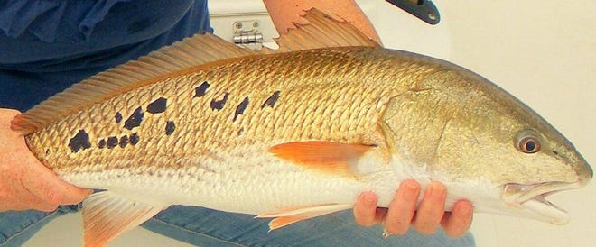This is what anglers will be looking for on April 16 in the 11th annual Times-Union Redfish Roundup.