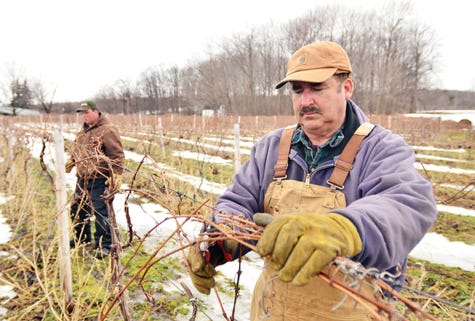 Grape grower Tom Brahm of Naples and son T.J. Brahm trim the vines on their vineyard in Naples.