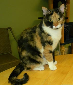 Ashley, a 3-year-old calico, is sweet, friendly and loves to play.