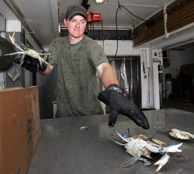 Chris Manning sorts crabs Monday afternoon in Fishing Jim’ Seafood in Raceland. Some fishermen and dealers say that crabs are fewer and harder to keep alive.