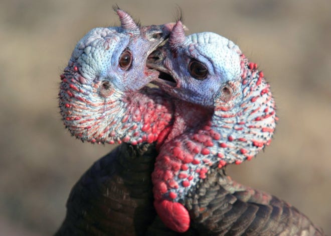 Two mature wild turkey gobblers struggle for dominance during a spring turkey hunt.