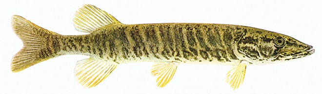 Redfin pickerel typically range between 6 and 10 inches in length.