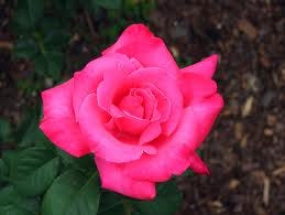 The Elizabeth Taylor hybrid tea rose is named for the American movie queen who died March 23 at 79.