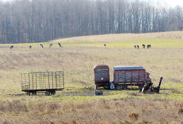 Heifer's graze in a large pasture on the Christiansen Farm in Hopewell.