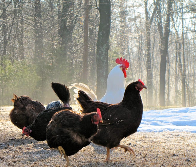 A Leghorn rooster, two black Australorp hens, two Rhode Island Red hens and the black and white back of a Plymouth Rock hen, owned by Mendon, Mass., residents Peggy Veal and Alan Kolbe.