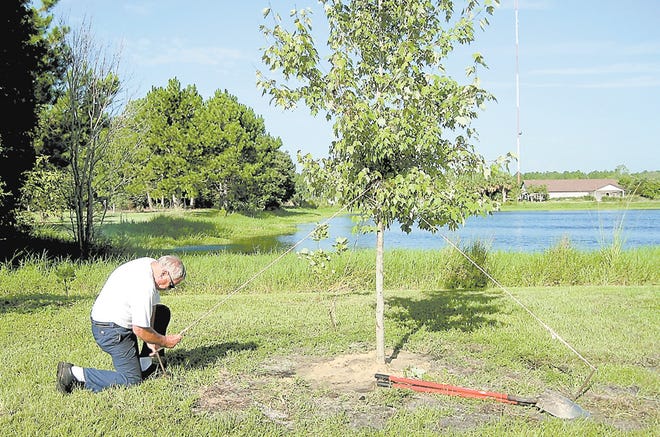 Above: Joe Drapeau, of Joe's Trucking, stakes a red maple tree on the grounds of the Agricultural Center.