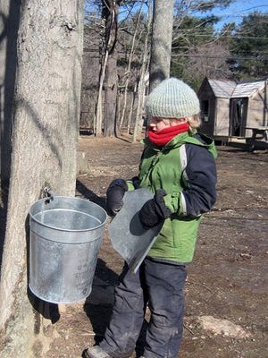 Courtesy photo
Collecting maple sap at Tidewater Waldorf School.