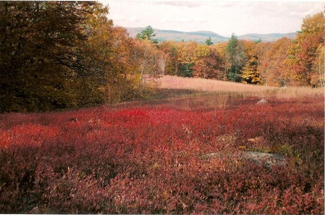 Courtesy photo
This blueberry acreage in Milton is part of the MMRG conservation-protected lands.