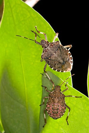The brown marmorated stink bug.