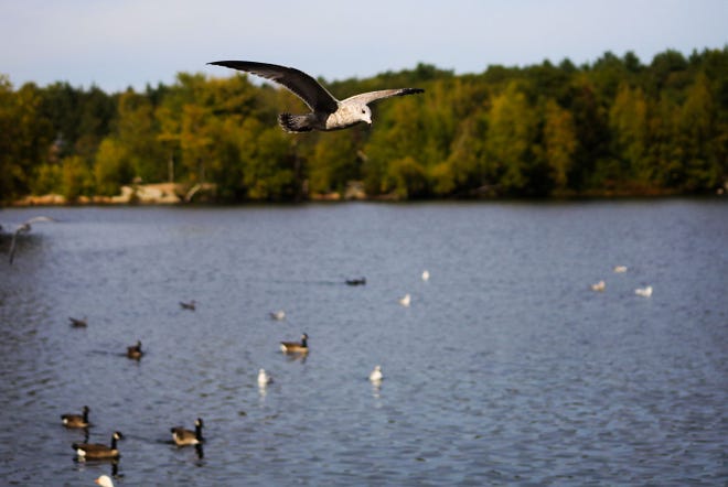 A gull soars over D.W. Field Park's Brockton Reservoir in Brockton on Thursday, September 23, 2010.