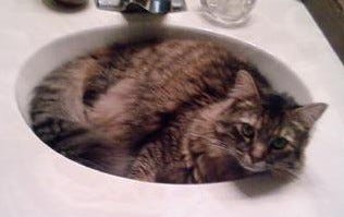 Serena, aka Muppet, is my failed foster cat. She enjoys time chillin' in the bathroom sink.