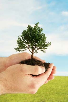 Celebrate Arbor Day by planting trees