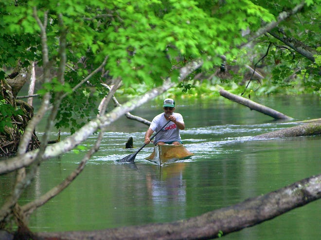 A canoeist makes his way along the Silver River through a maze of low-lying branches in his home-made canoe.