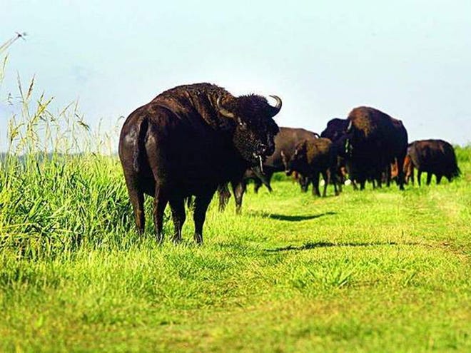 Bison roam at Paynes Prairie Preserve State Park.