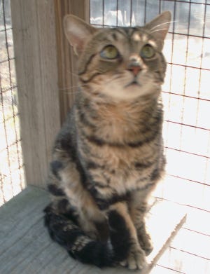 Tino, a one-year-old male tiger cat, is waiting to be adopted at the Milton Animal Shelter. Call 617-698-0413.