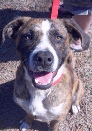 Max is available for adoption from Companion Animal Aid of Pooler.
