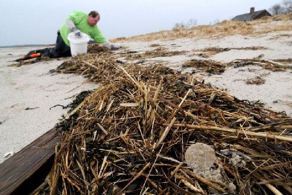 Kevin Kenny, foreman for ENPRO, scours the beach near Rock Harbor in Orleans Monday for the plastic disks. “They have taken quite a ride,” he says.