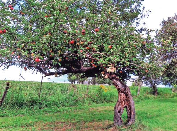 Jean Bucher sent this photo of a windy apple tree in her Canandaigua orchard.