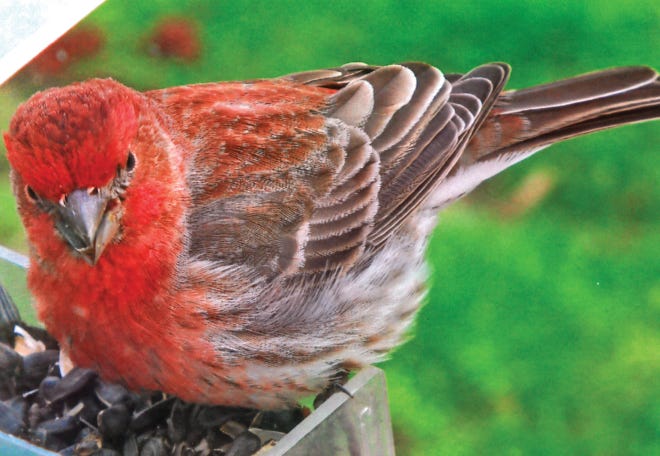 Jean Bucher of Canandaigua sent this photo of a house finch.
